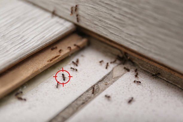 Best Best Pest Control Companies  in Blue Ridge, GA