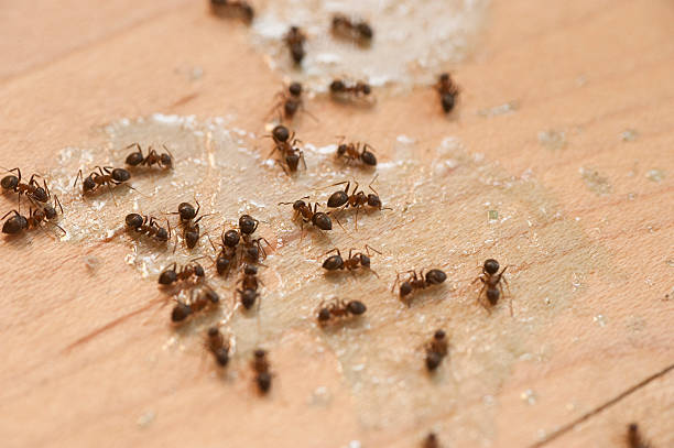 Best Best Pest Control Companies  in Blue Ridge, GA