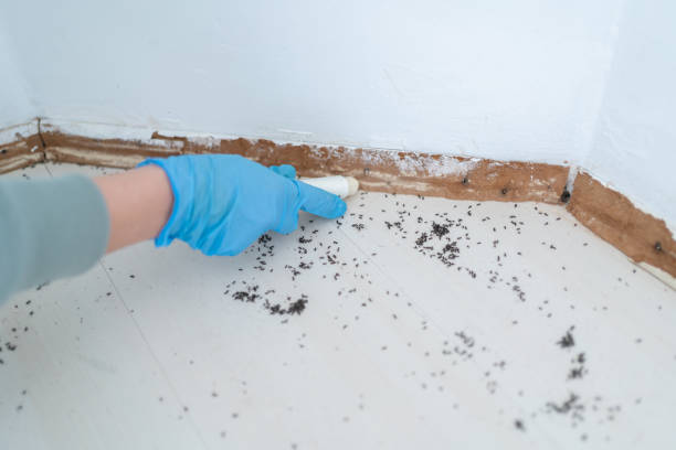 Best Local Pest Control Services  in Blue Ridge, GA